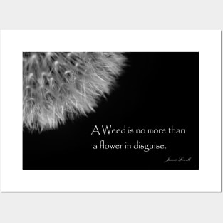 Black and White Fluffy Dandelion Weed Seed Head with Quote Posters and Art